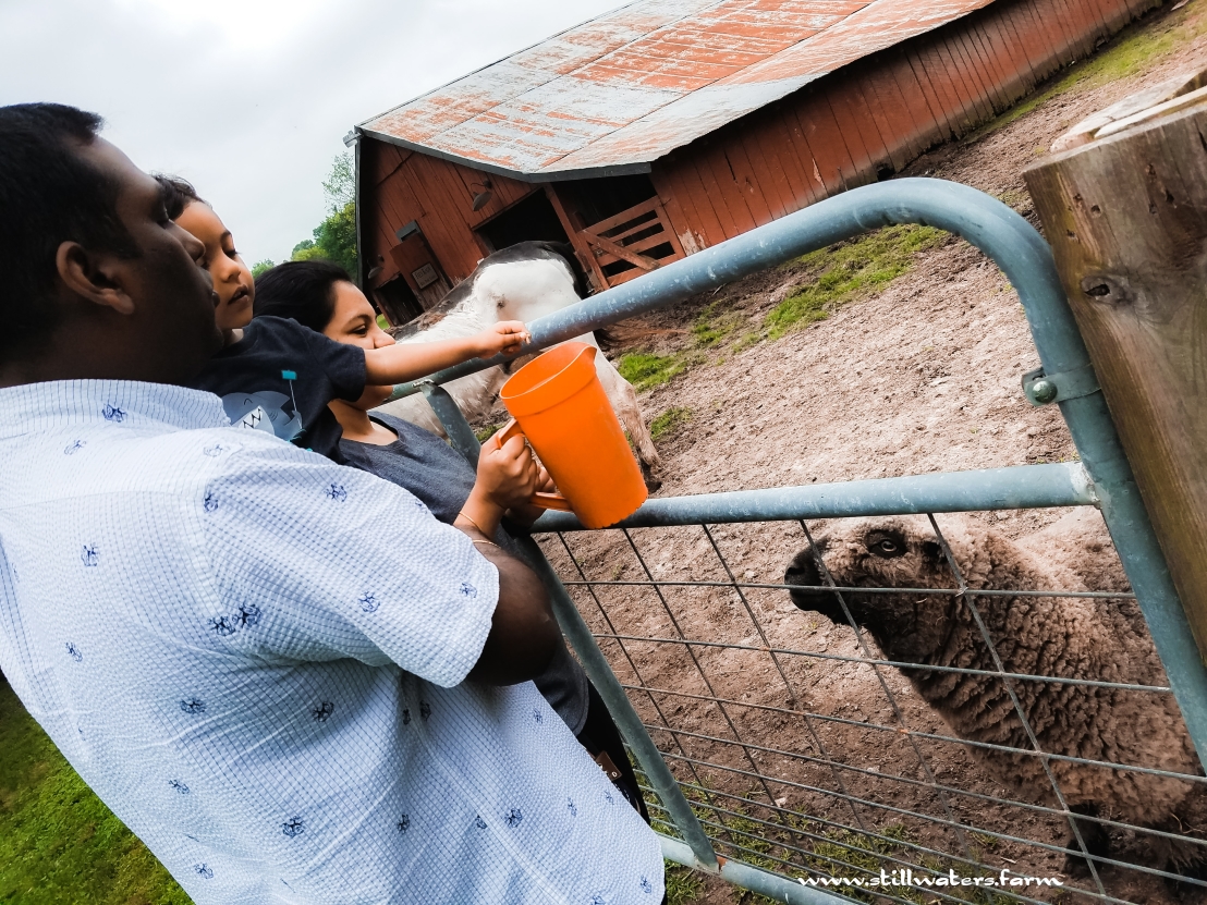 Stillwaters Farm, Henderson, Tennessee | Farm Stay USA