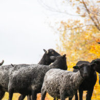 Our Flock of Gotland Sheep