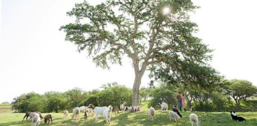 Reves de Moutons, Paso Robles, California | Farm Stay USA