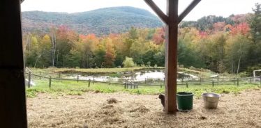Cold Moon Farm, Jamaica, VT | Farm Stay USA