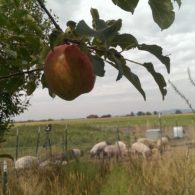 pasture and apples