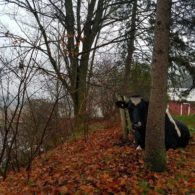 Cows play hide and seek