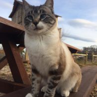 Welcome to ABC Acres!