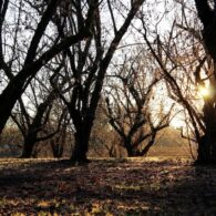 It's worth the short walk to see the sun setting through the orchard.