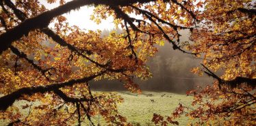 Leaping Lamb Farm, Alsea, Oregon | Farm Stay USA