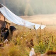 Ranch dog and chickens