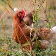 Chicken in the grass
