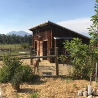 Welcome to ABC Acres!