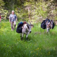 Welcome to Willow Witt Ranch!