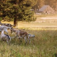 Goats planning mischief