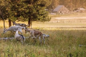 Willow Witt Ranch, Ashland, OR | Farm Stay USA