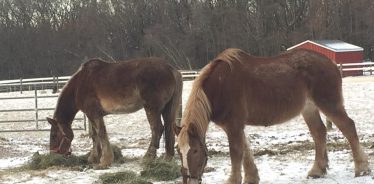 Flint Hill Farm, Coopersburg, Pennsylvania | Farm Stay USA