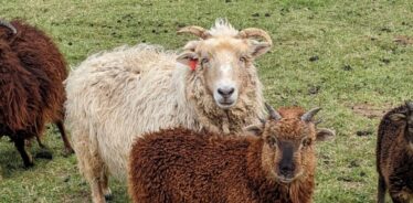 The Blue Horn Farm, Newport, Virginia | Farm Stay USA