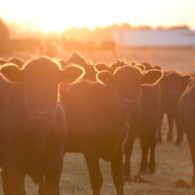 Welcome to White Oak Pastures!