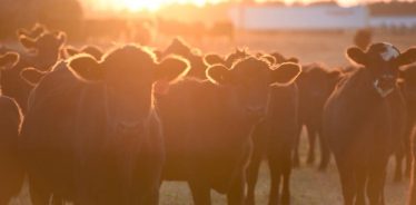 White Oak Pastures Bluffton, Georgia | Farm Stay USA