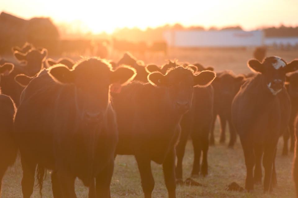 White Oak Pastures Bluffton GA | Farm Stay USA