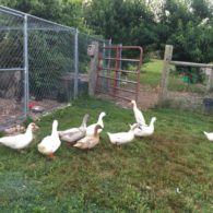 Green house with lawnmowers