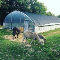 A banquet of fresh vegetables