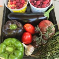 Welcome to ABC Acres!