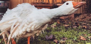 Bonne Terre Farm, Breaux Bridge, LA | Farm Stay USA