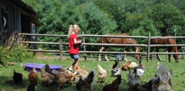 small girl feeding chickens with horse behind a fence in the background