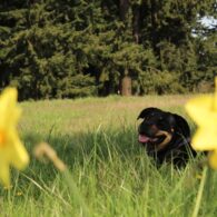 Don't leave your pets at home, they love it here!