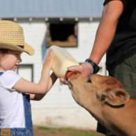 Calf feeding time.