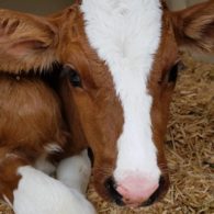 Baby cow