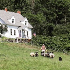 Vermont Grand View Farm, Washington, VT | FarmStay USA