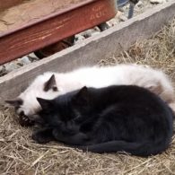 Barn kitties