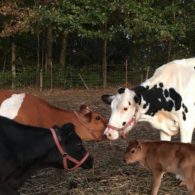 Llamas are characters