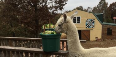 Dogwood Hills Guest Farm, Harriet, AR | Farm Stay USA