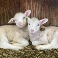 Swinging with a view of Mt Monadnock