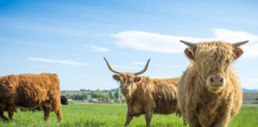 ABC Acres, Hamilton, Montana | Farm Stay USA