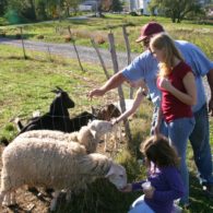 Sheep and goat feeding time.