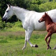 Welcome to Airlie Farm!