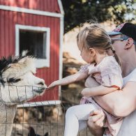 Alpaca eating out of a child's hand, Morning Song Farm, CA | Photo by Anna Chasovnikov