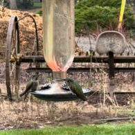 If you're patient, you'll likely see the hummingbirds from the living room.