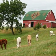 Heritage Farm barn and alpacas