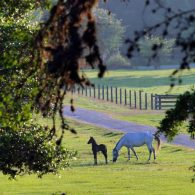 Blisswood Bed and Breakfast Ranch horse and foal