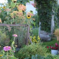 Enjoy fresh eggs from our free range chickens and organic produce from the garden.