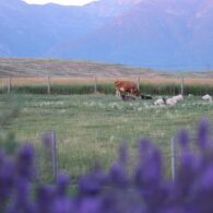 Enjoy fresh eggs from our free range chickens and organic produce from the garden.