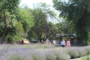women walking in lavender field