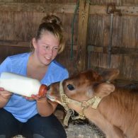 Pig Crossing at East Hill Farm