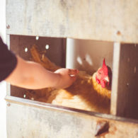 Swinging with a view of Mt Monadnock