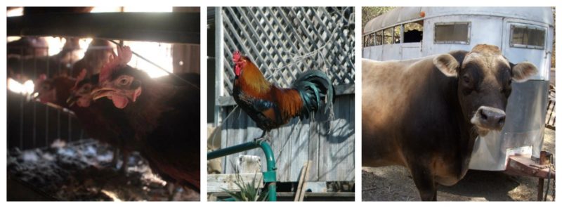 Willow Creek Ranch Farm Stay, Mountain Ranch, California | Farm Stay USA