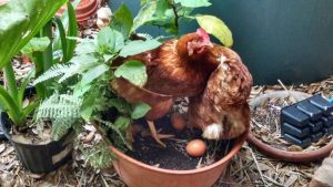 Yum - fresh eggs at Scurlock Farms!