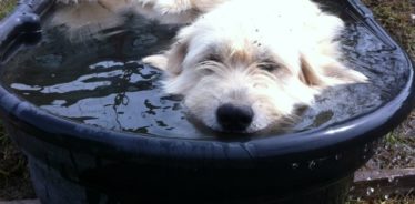 Dogwood Hills Guest Farm, Harriett, Arkansas | Farm Stay USA