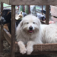 One of the awesome dogs