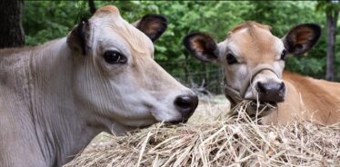 a beige cow and a grey cow eating hay